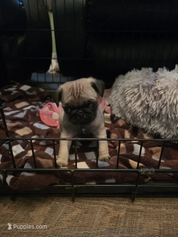pug – Pug puppy for sale in Foley, MN