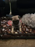 pug, a female Pug for sale in Foley, MN – 1 of 2