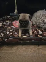 pug, a female Pug for sale in Foley, MN – 2 of 2