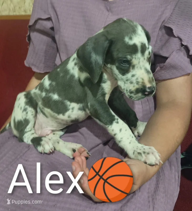 Alex – Great Dane puppy for sale in Grabill, IN
