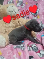Sadie, a female Great Dane for sale in Grabill, IN – 2 of 3