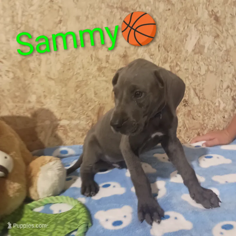 Sammy – Great Dane puppy for sale in Grabill, IN