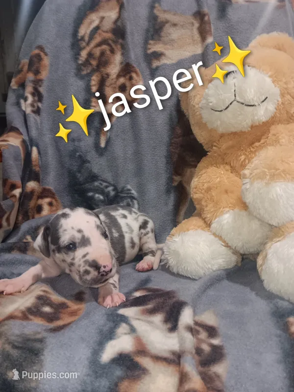 Jasper  – Great Dane puppy for sale in Grabill, IN