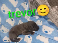 Trevor, a male Great Dane for sale in Grabill, IN – 3 of 3