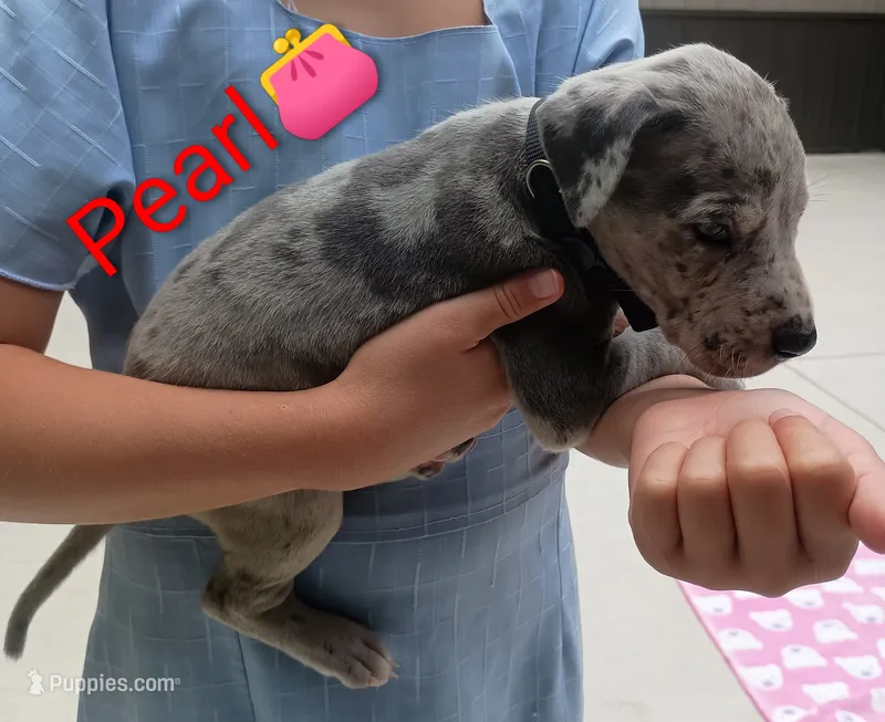 Pearl – Great Dane puppy for sale in Grabill, IN