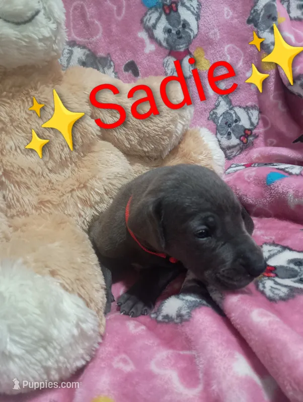 Sadie – Great Dane puppy for sale in Grabill, IN