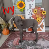 Ivy, a female Great Dane for sale in Grabill, IN – 2 of 3