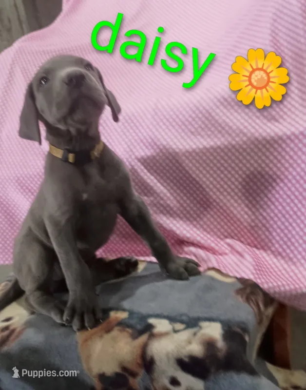Daisy – Great Dane puppy for sale in Grabill, IN