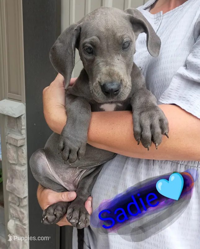 Sadie – Great Dane puppy for sale in Grabill, IN