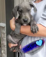 Sadie, a female Great Dane for sale in Grabill, IN – 3 of 3