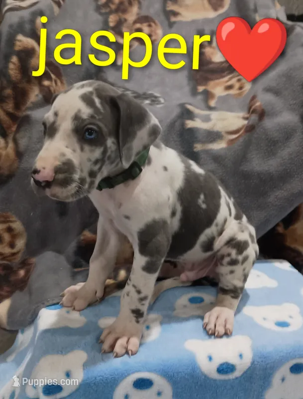 Jasper  – Great Dane puppy for sale in Grabill, IN