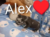 Alex, a male Great Dane for sale in Grabill, IN – 3 of 3