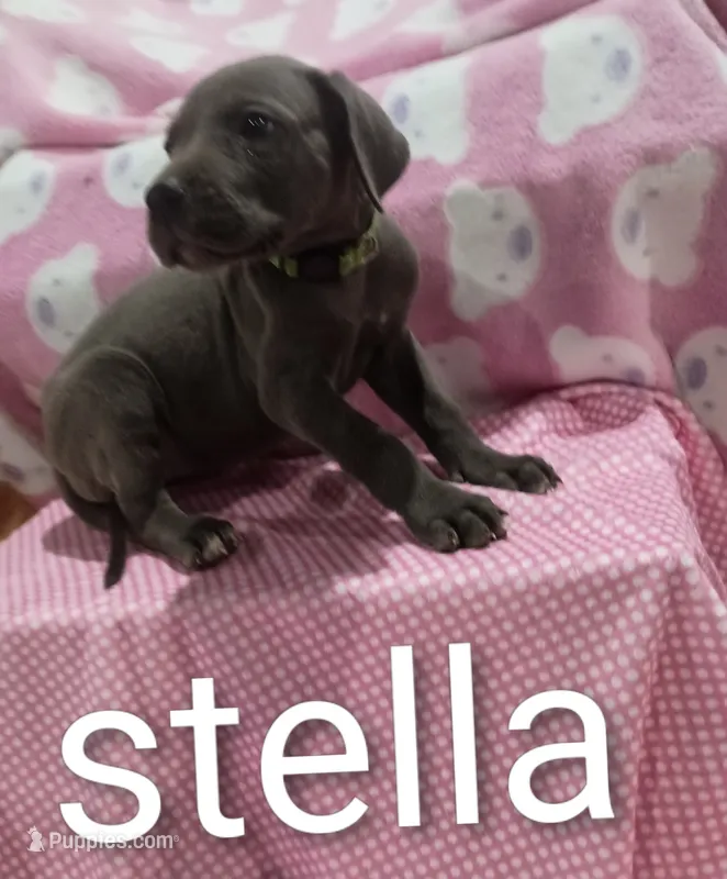 Stella – Great Dane puppy for sale in Grabill, IN