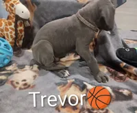 Trevor, a male Great Dane for sale in Grabill, IN – 2 of 4