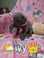 Ivy, a female Great Dane for sale in Grabill, IN – 1 of 3