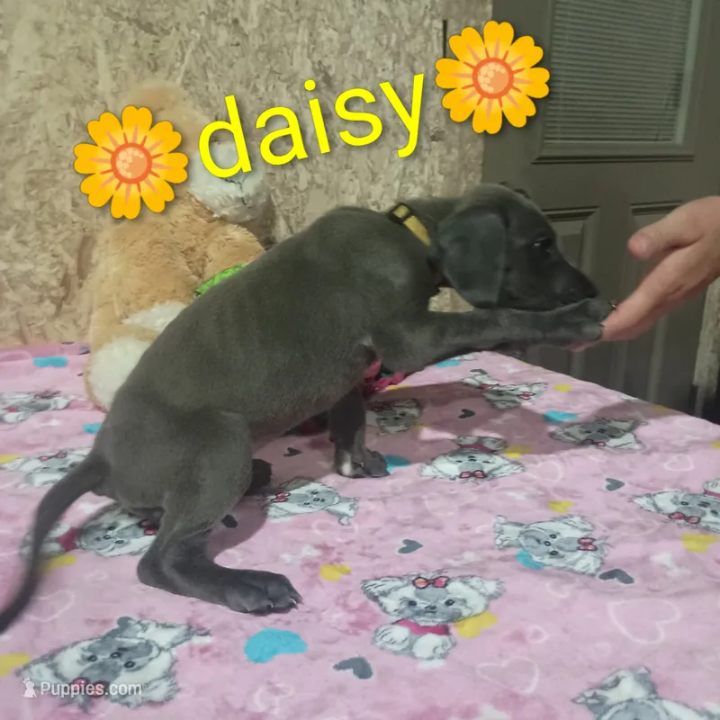 Daisy – Great Dane puppy for sale in Grabill, IN