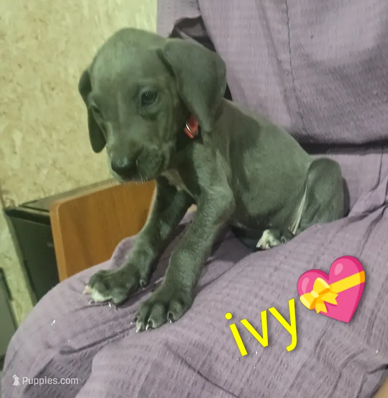 Ivy – Great Dane puppy for sale in Grabill, IN