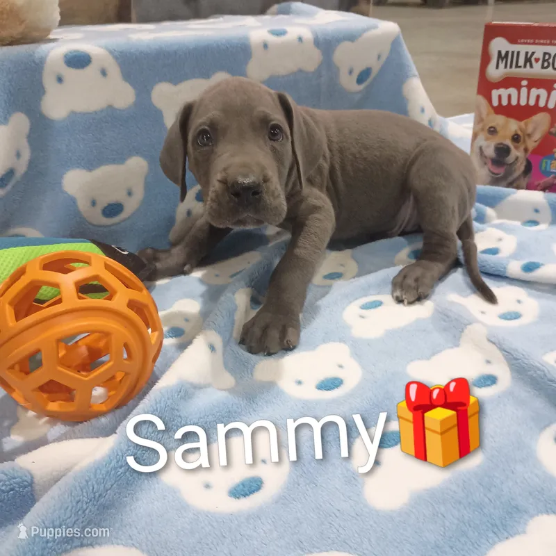 Sammy – Great Dane puppy for sale in Grabill, IN