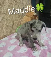 Maddie, a female Great Dane for sale in Grabill, IN – 3 of 3