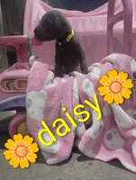 Daisy, a female Great Dane for sale in Grabill, IN – 3 of 3