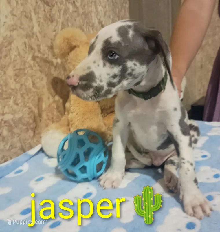Jasper  – Great Dane puppy for sale in Grabill, IN