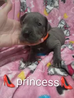 Princess, a female Great Dane for sale in Grabill, IN – 4 of 4