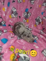 Pearl, a female Great Dane for sale in Grabill, IN – 2 of 2