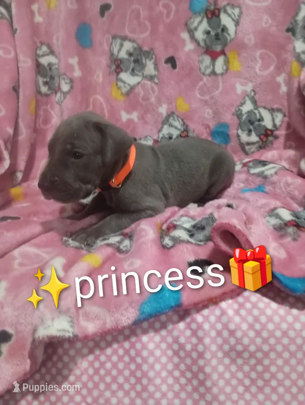 Princess – Great Dane puppy for sale in Grabill, IN