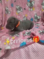 Princess, a female Great Dane for sale in Grabill, IN – 2 of 4