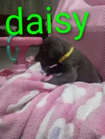 Daisy, a female Great Dane for sale in Grabill, IN – 2 of 3