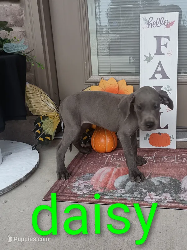 Daisy – Great Dane puppy for sale in Grabill, IN