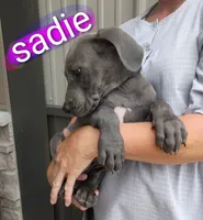 Sadie, a female Great Dane for sale in Grabill, IN – 2 of 3