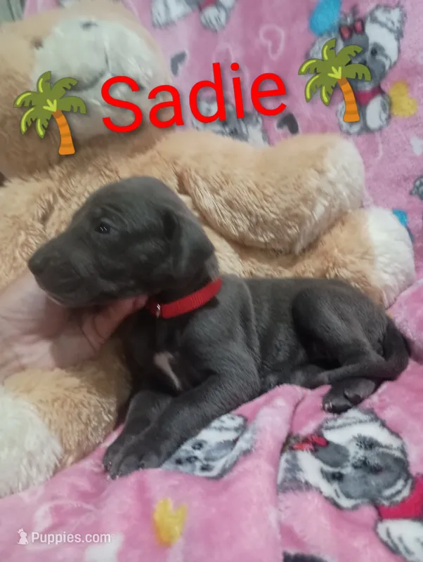 Sadie – Great Dane puppy for sale in Grabill, IN