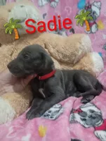 Sadie, a female Great Dane for sale in Grabill, IN – 3 of 3