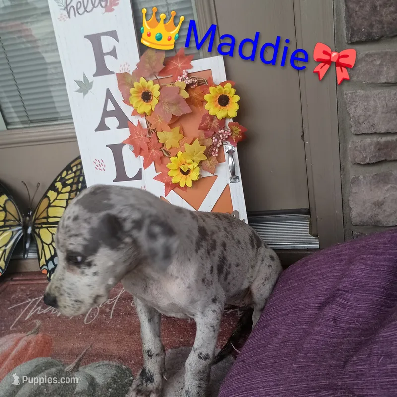 Maddie – Great Dane puppy for sale in Grabill, IN