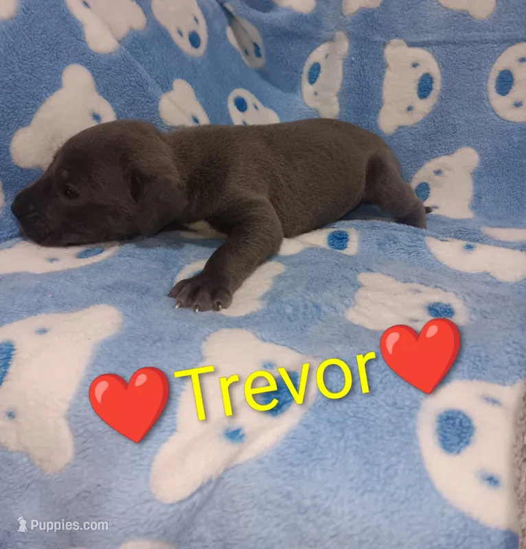 Trevor – Great Dane puppy for sale in Grabill, IN