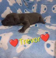 Trevor, a male Great Dane for sale in Grabill, IN – 1 of 3