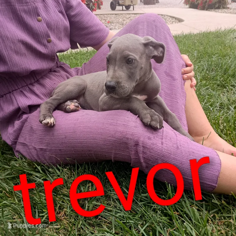 Trevor – Great Dane puppy for sale in Grabill, IN