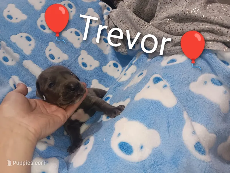 Trevor – Great Dane puppy for sale in Grabill, IN