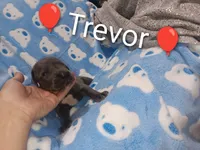 Trevor, a male Great Dane for sale in Grabill, IN – 2 of 3