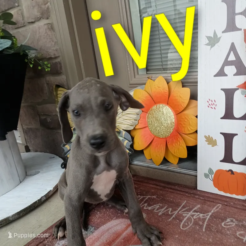 Ivy – Great Dane puppy for sale in Grabill, IN