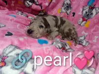 Pearl, a female Great Dane for sale in Grabill, IN – 1 of 2