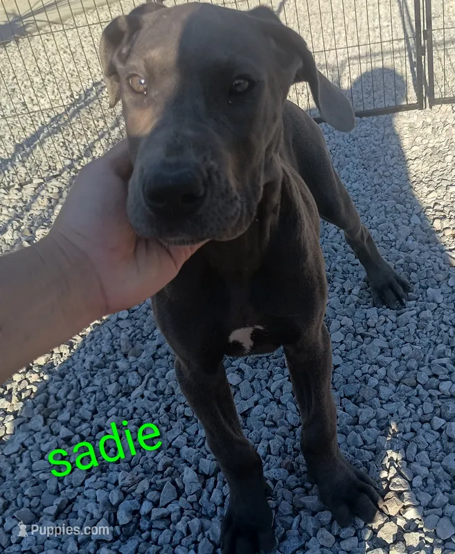 Sadie – Great Dane puppy for sale in Grabill, IN