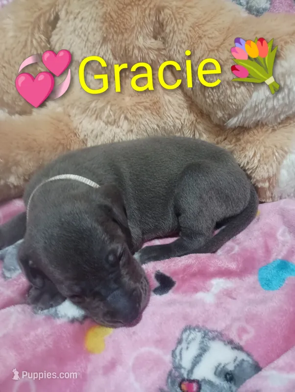 Gracie – Great Dane puppy for sale in Grabill, IN