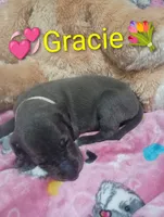 Gracie, a female Great Dane for sale in Grabill, IN – 3 of 3