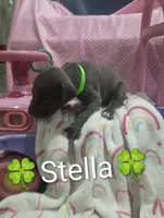 Stella, a female Great Dane for sale in Grabill, IN – 4 of 4