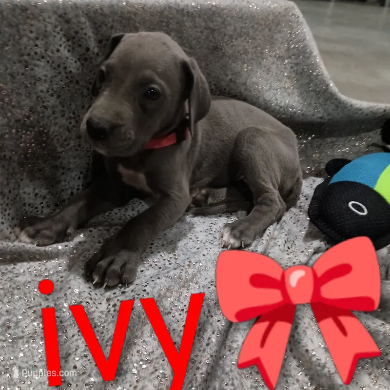 Ivy – Great Dane puppy for sale in Grabill, IN