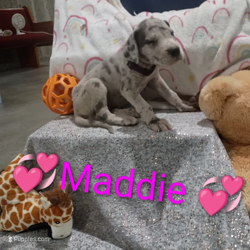 Maddie – Great Dane puppy for sale in Grabill, IN