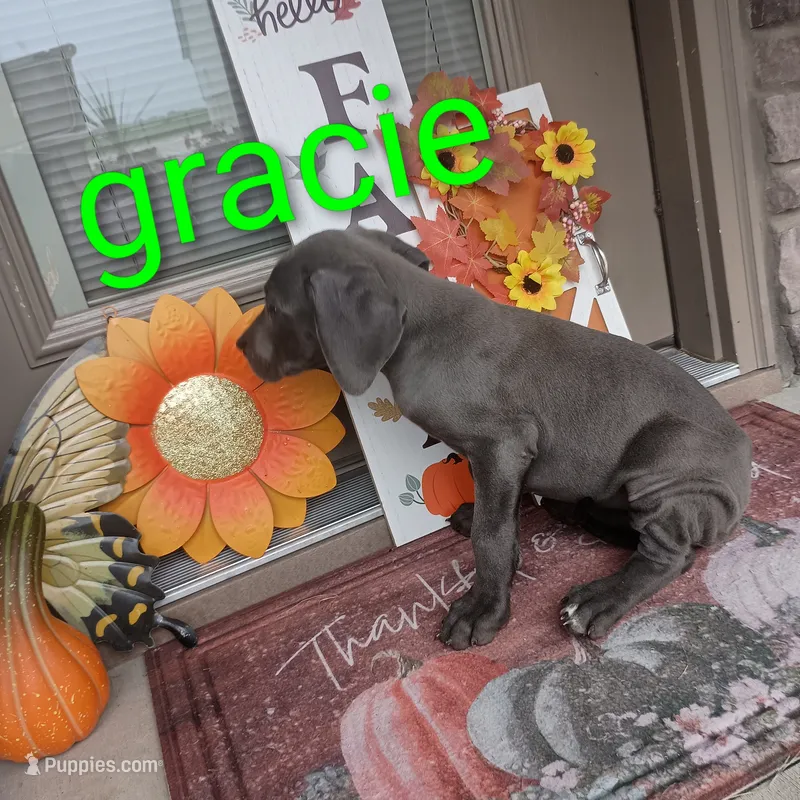 Gracie – Great Dane puppy for sale in Grabill, IN