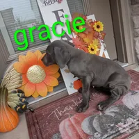 Gracie, a female Great Dane for sale in Grabill, IN – 4 of 4